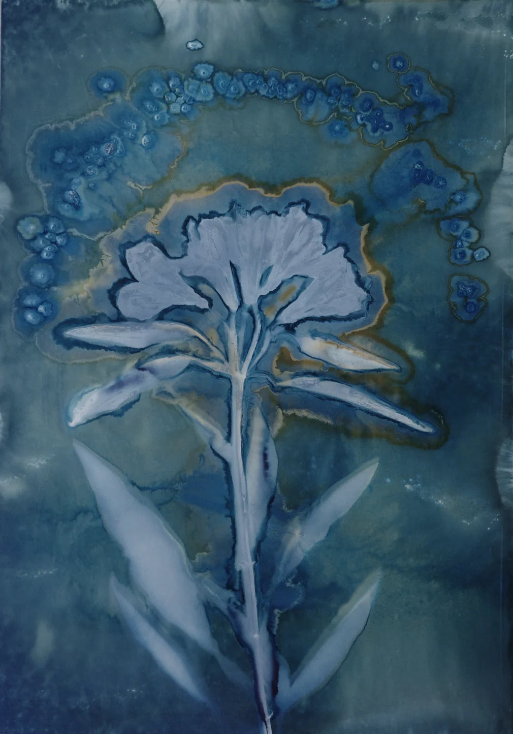 Maturing Nocturne No. 117 - Wet Cyanotype Print
