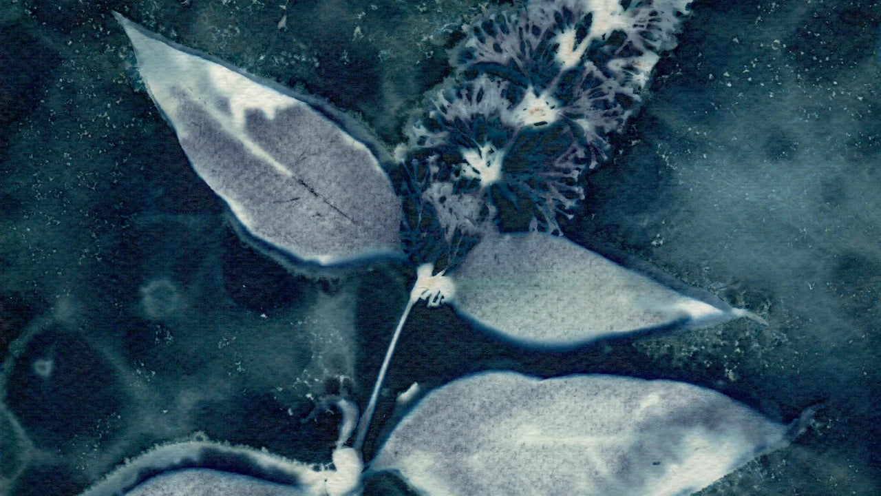butterfly bush wet cyanotype detail green