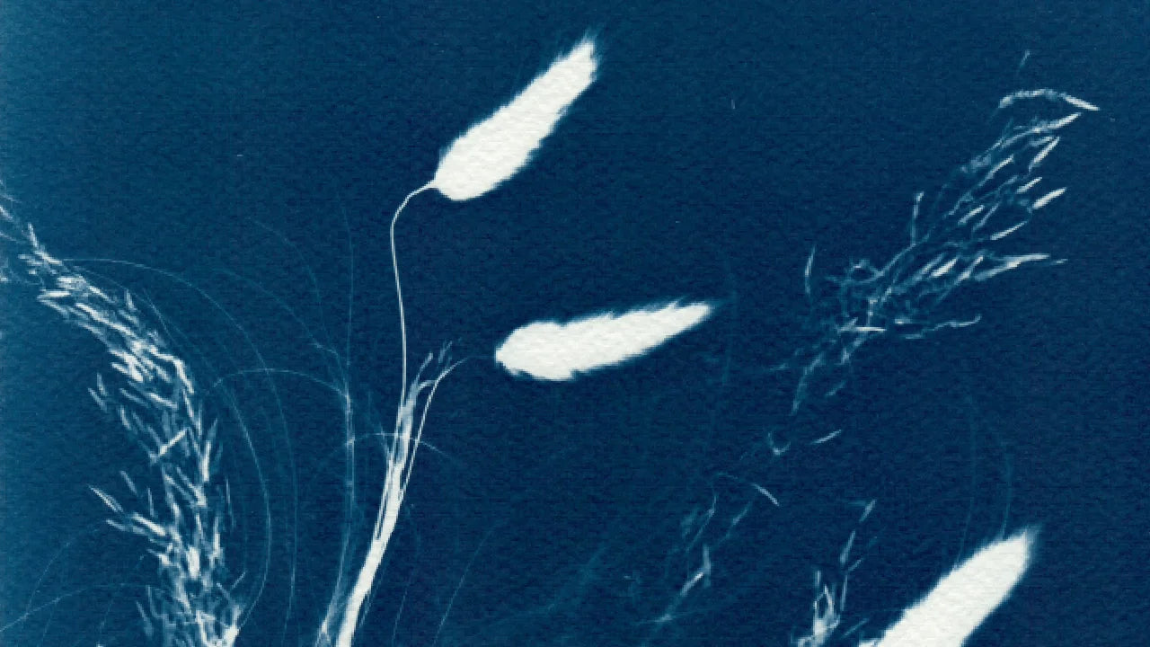 wild grass cyanotype cyan blue wall art watercolour paper A4