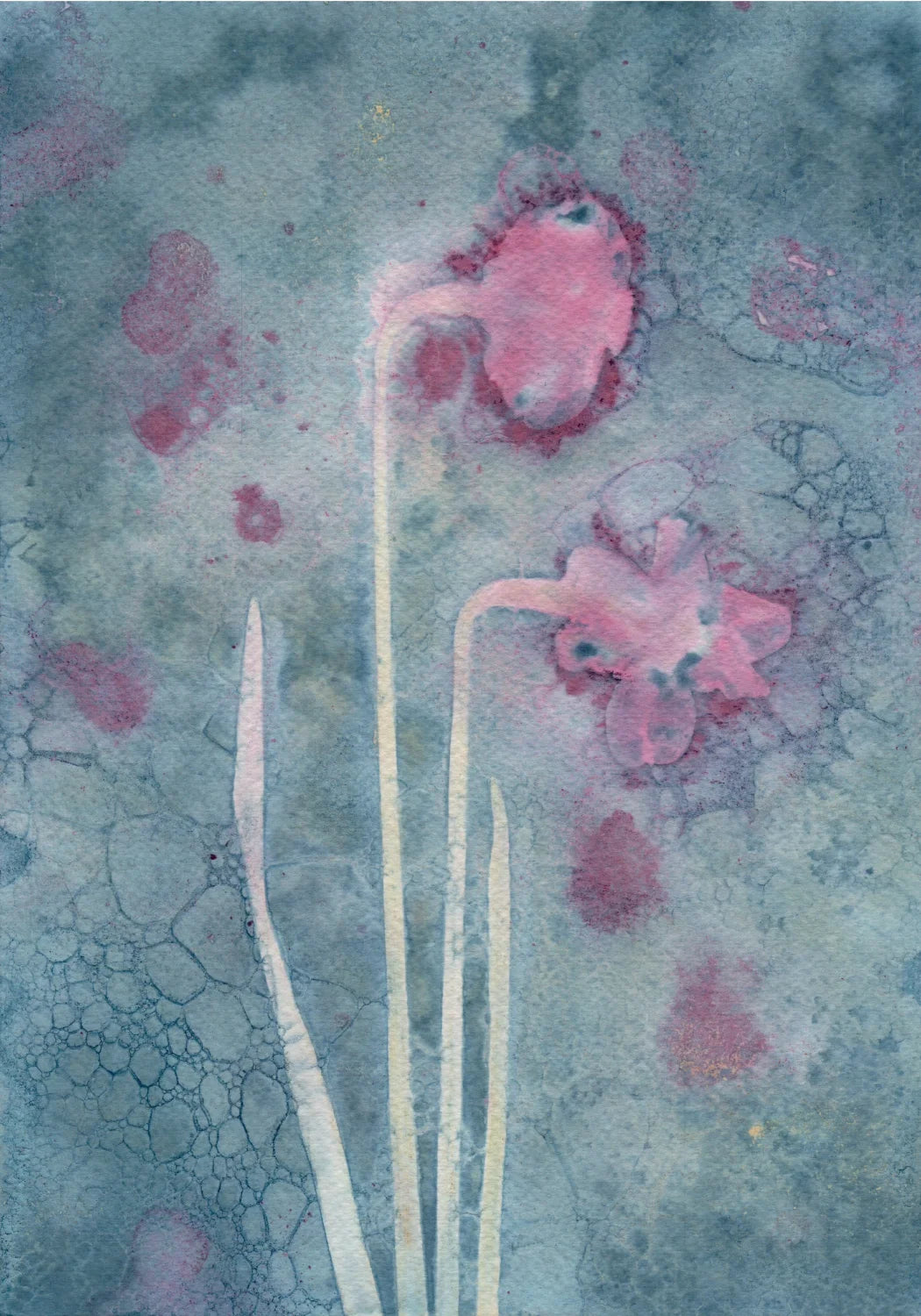 wet cyanotype watercolour paper A4 daffodils pink