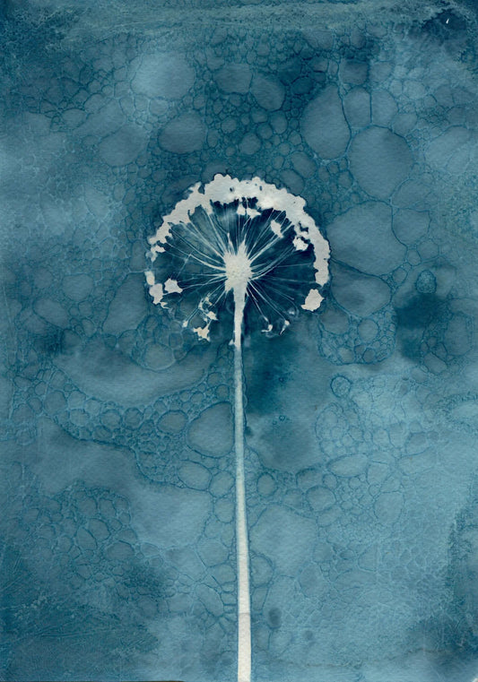 wet cyanotype print A4 watercolour paper blue allium flower