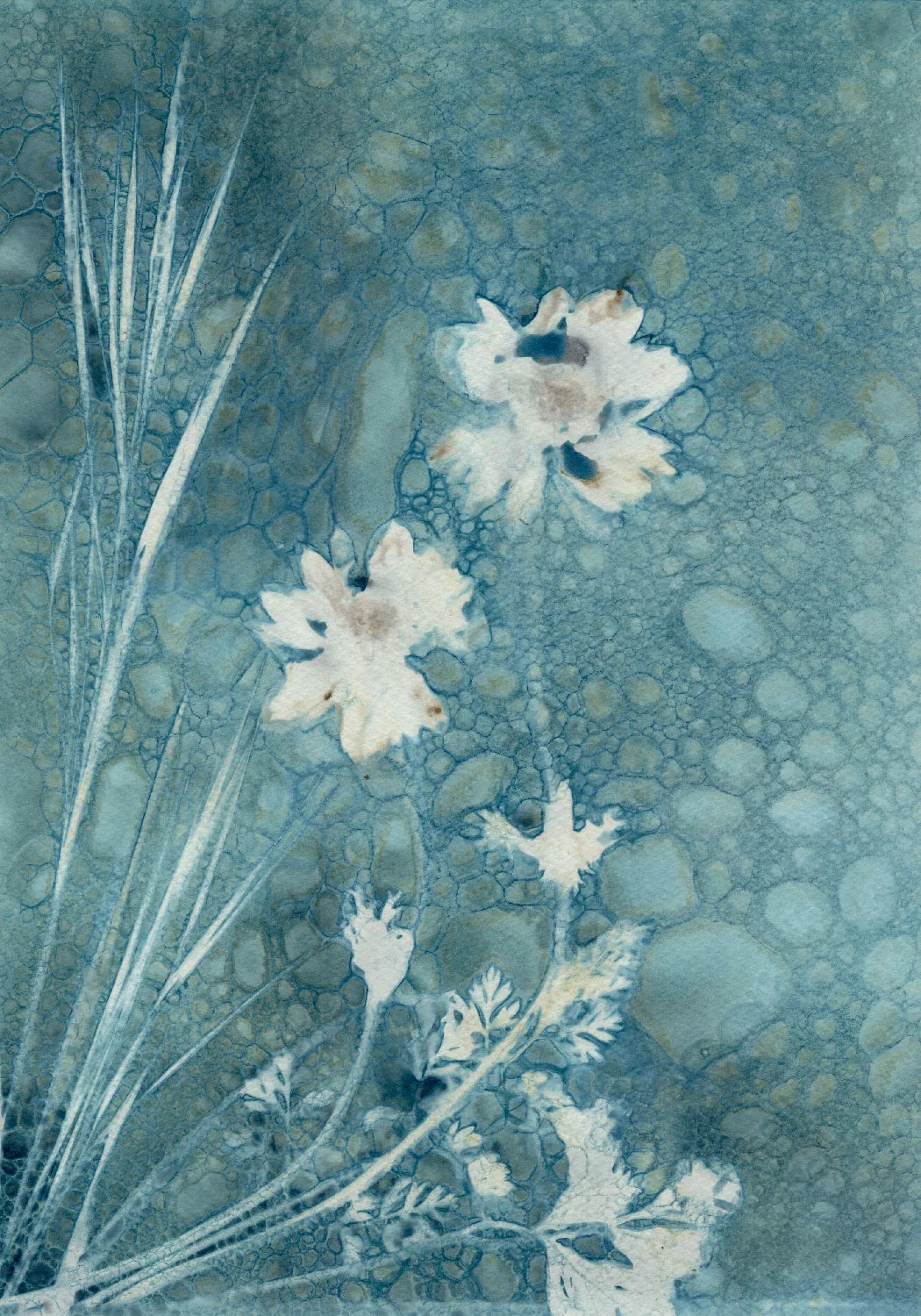 wet cyanotype flowers grass watercolour paper A4