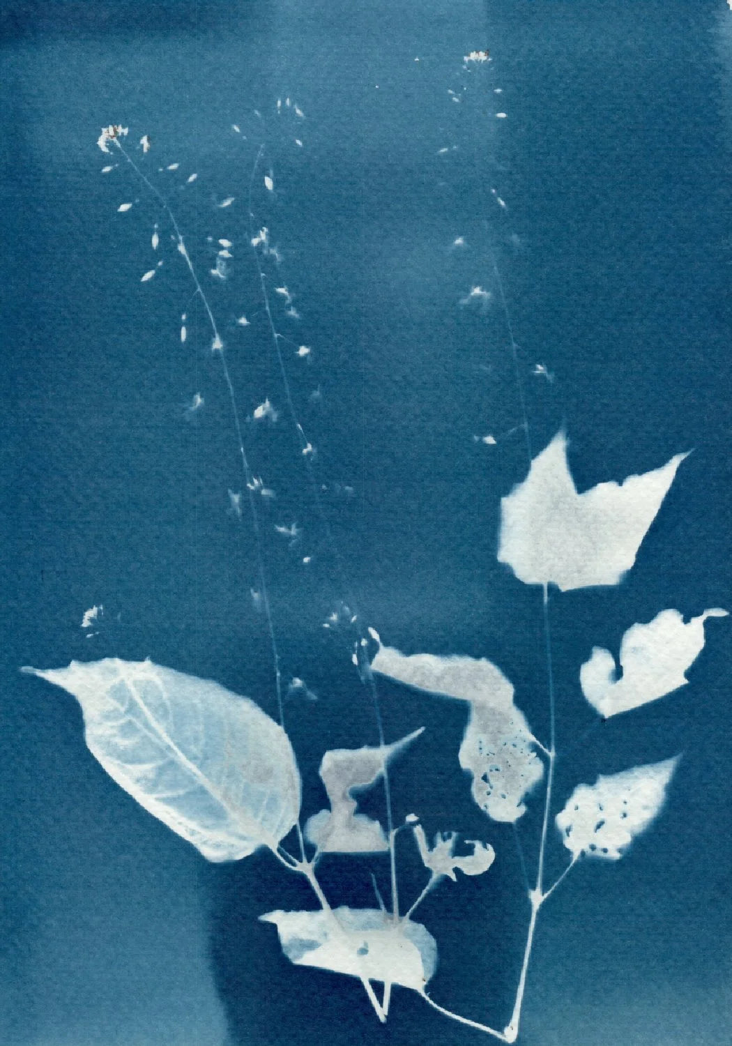 abstract cyanotype still life botanical art print ideas A5