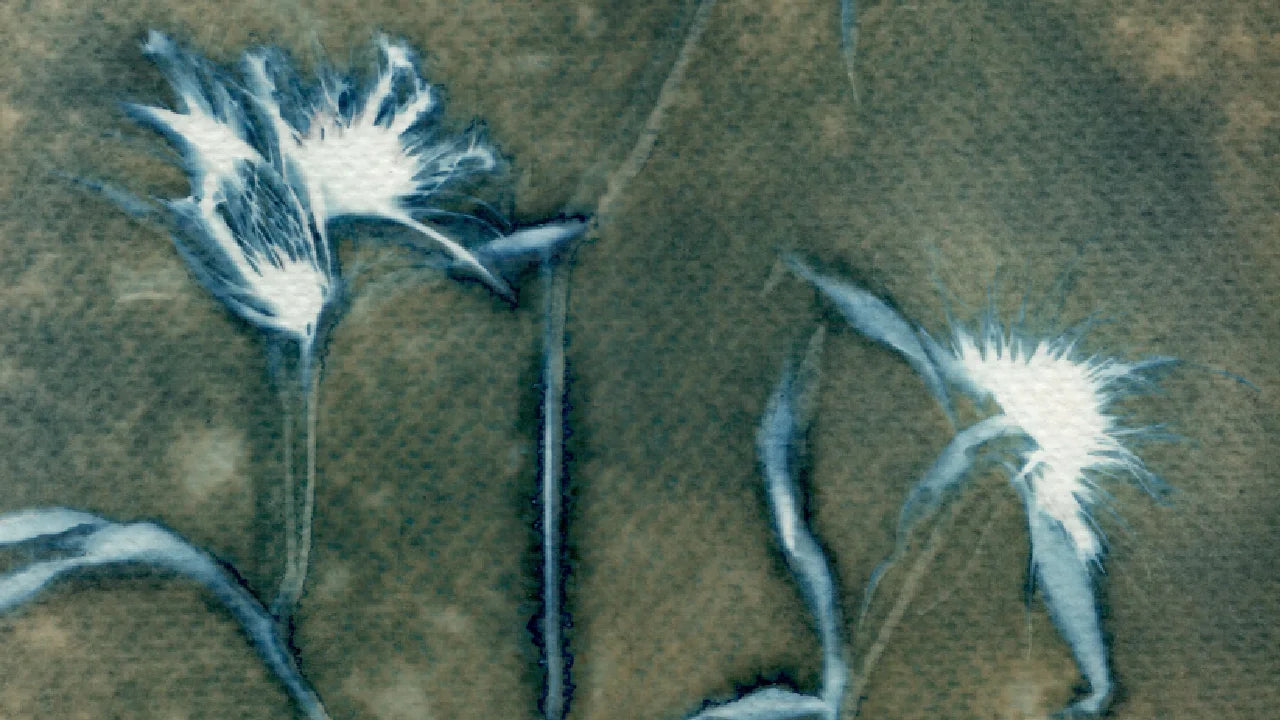 detail wet cyanotype botanical brown blue white