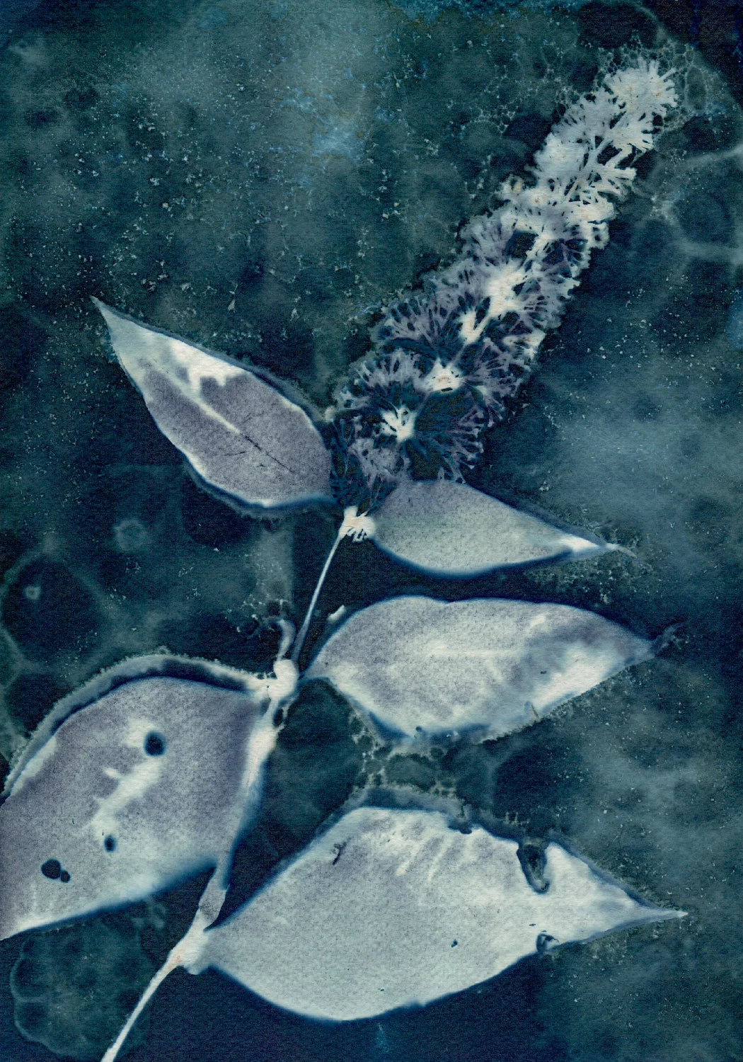 wet cyanotype butterfly bush watercolour paper A4