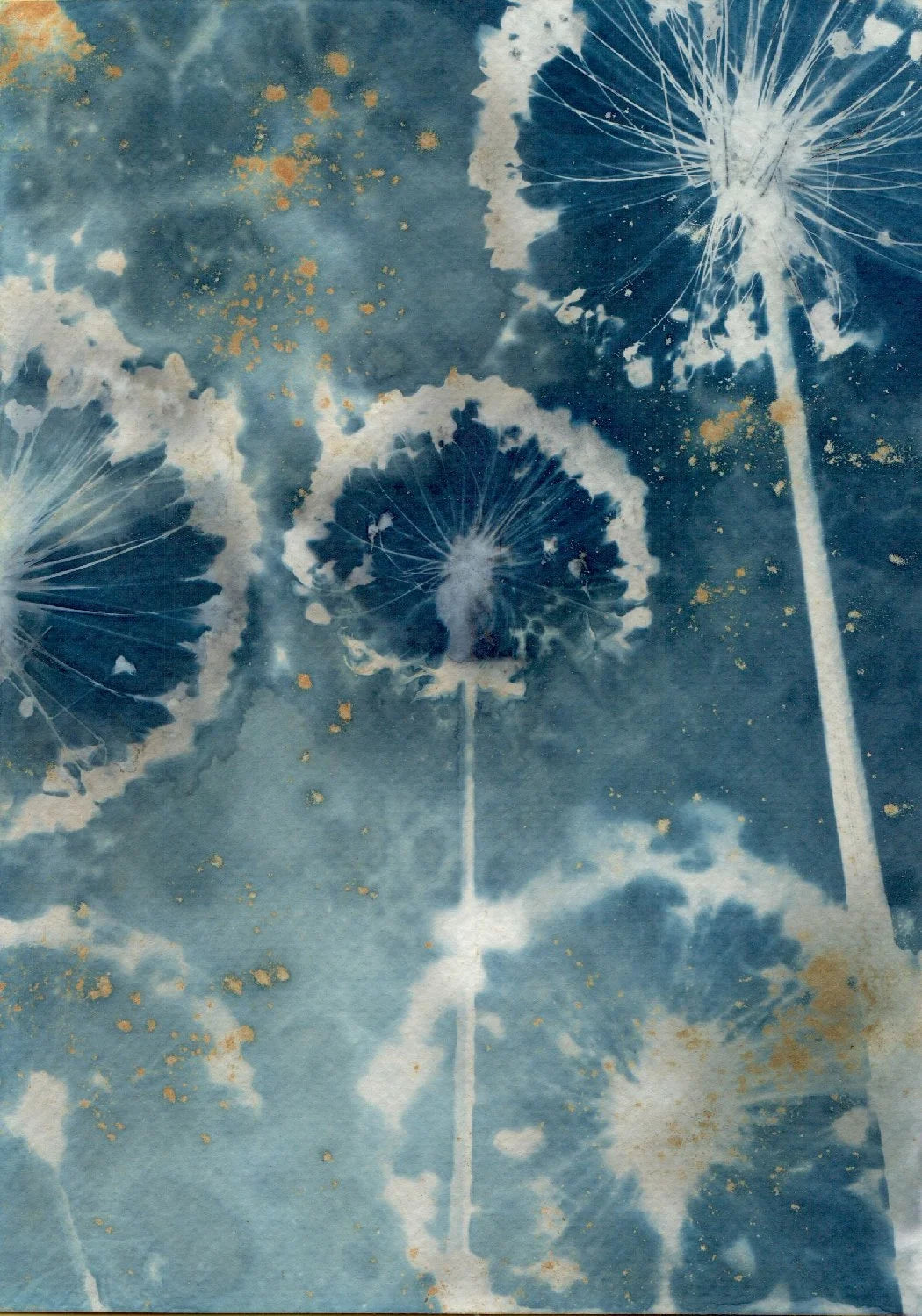 diptych alliums watercolour paper wet cyanotype A5