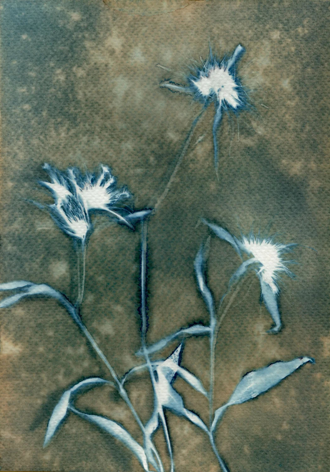 cyanotype blue white brown botanical watercolour paper A5