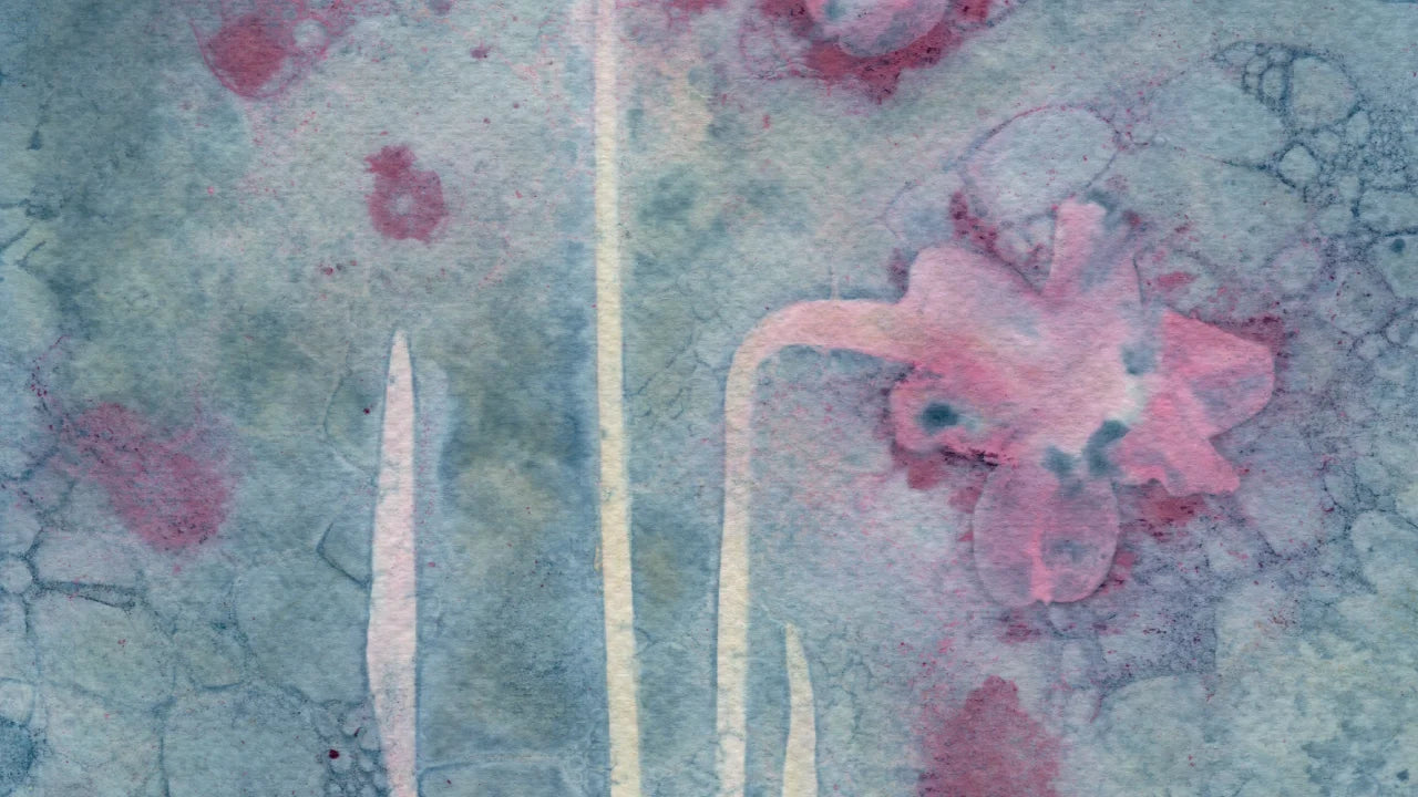 daffodil pink blue wet cyanotype detail