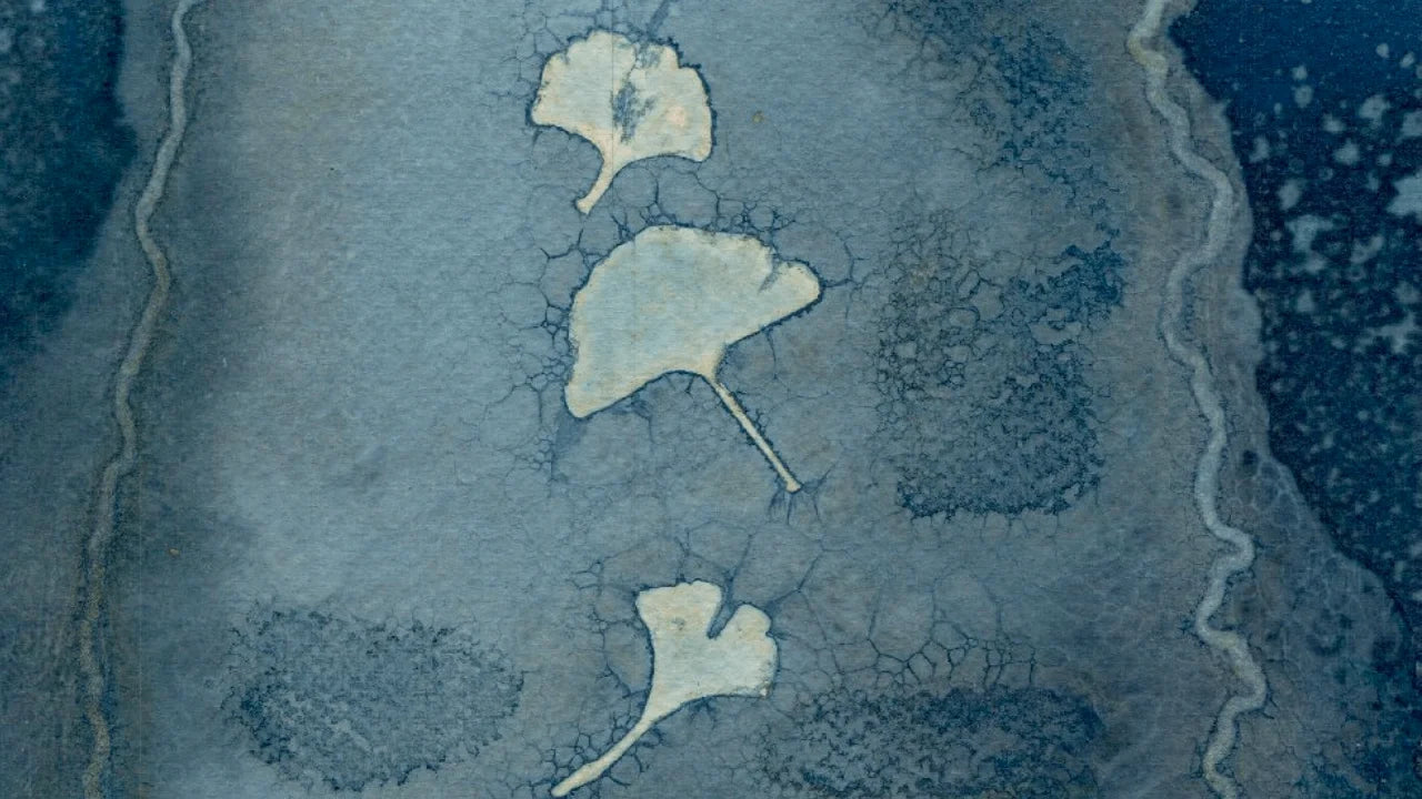 abstract collage wet cyanotype gingko leaves A4 watercolour paper